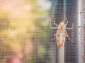 Empty cicada shell or casing from moulted cicada insect in the morning sunlight Royalty Free Stock Photo