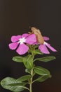 Empty cicada shell on flower