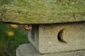 Empty cicada shell hanging on a stone lantern Royalty Free Stock Photo