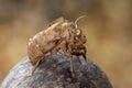 Empty Cicada shell Royalty Free Stock Photo