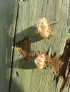 Empty Cicadidae (Cicada) Skin Shells Hanging on Street Light Pole. Royalty Free Stock Photo