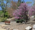 Empty city park bench with pink flowered tree