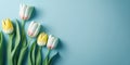 Empty clean light blue background with fresh tulip flowers and copy space