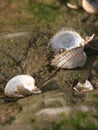 Empty Cockle Shells