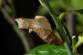 An empty cocoon of Lime Swallowtail butterfly