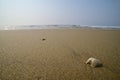 Empty conch-shell lying on Chandrabhaga beach, Odisah, India.