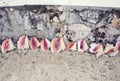 Empty conch shells near a beach Royalty Free Stock Photo