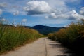 empty concrete road Grass flowers on both sides of the road Royalty Free Stock Photo