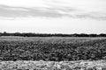 Empty corn field after fall harvest with residue over soil. Urban sprawl visible in the distance with residential Royalty Free Stock Photo