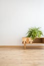 Empty corridor with fern Royalty Free Stock Photo