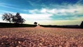 Empty country road with trees and blue sky Royalty Free Stock Photo