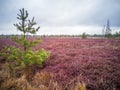 Empty Countryside Landscape in Swamp Royalty Free Stock Photo