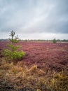 Empty Countryside Landscape in Swamp Royalty Free Stock Photo