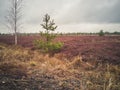 Empty Countryside Landscape in Swamp Royalty Free Stock Photo