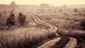 Empty countryside road through fields with fog and tree in the distance. Royalty Free Stock Photo