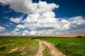 countryside road through fields with wheat Royalty Free Stock Photo