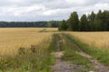 Empty countryside road through fields with wheat Royalty Free Stock Photo