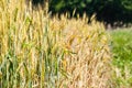 Empty countryside road through fields with wheat Royalty Free Stock Photo