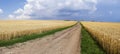 Empty countryside road through fields with wheat Royalty Free Stock Photo