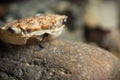 Empty crab shell carapace on rock