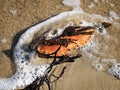 Empty Crab Shell In Surf