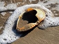 Empty Crab Shell In Surf