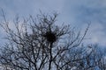 Empty crow nest