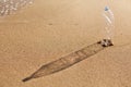 Empty crumpled plastic bottle stands on the sea beach casting a long shadow, nature pollution concept Royalty Free Stock Photo