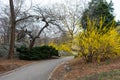 Empty Walkway at Central Park during Spring in New York City with Yellow Forsythia Flowers Royalty Free Stock Photo