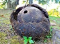 empty and damaged coconut shell with rotting coir