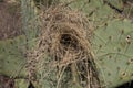 Empty desert bird`s nest in the desert. Royalty Free Stock Photo