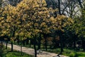 Empty deserted alley in a city park in early spring. Through the young leaves of the trees breaks through the sunset sunlight Royalty Free Stock Photo