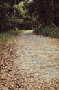 Dry fallen leaves on the road destined to the deep forest. Pitched road in the jungle.