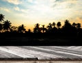 Empty Diagonal Wooden Table top at silhouette sunset with coconut tree ,Template mock up for display of your