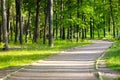 An empty road, path for hiking in green forest, park, woods in the spring summer Royalty Free Stock Photo