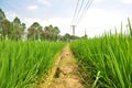 Empty dirt road through the rice paddy field in the village . Royalty Free Stock Photo