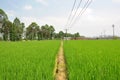 Empty dirt road through the rice paddy field in the village . Royalty Free Stock Photo