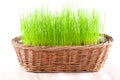 Empty Easter Basket with Green Grass