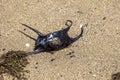 A empty egg case of the Spotted Ray or Mobula birostris on beach