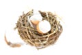 Empty egg shells in nest