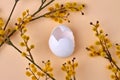 Empty egg and willow catkins. Royalty Free Stock Photo
