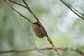 Empty emperer gum moth cocoon