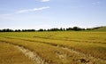 Empty field in between harvest