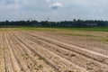 An empty field on which plants are gradually beginning to grow Royalty Free Stock Photo