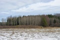 Empty fields in winter covered with the first snow. Winter crops. Silhouettes of pines and bare trees at the edge of the field. Royalty Free Stock Photo