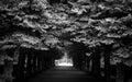 A empty footpath amidst trees in park Royalty Free Stock Photo