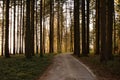 Empty footpath through a forest at sunset Royalty Free Stock Photo