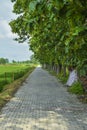 Empty footpath nature sideway trees open sky and beautiful atmosphere Royalty Free Stock Photo