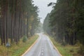 Empty forest autumn road in Curonian Spit on calm rainy day Royalty Free Stock Photo