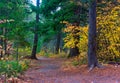 Empty Forest Path with Fall Colors